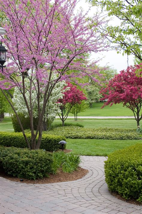 Landscaping trees. Things To Know About Landscaping trees. 